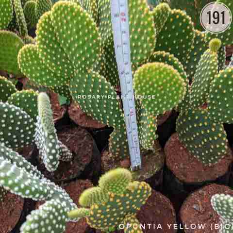 Bunny Ear Cactus (Big) – (5"-6") from Rosary Plant House