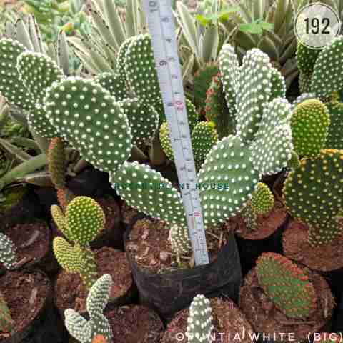 Opentia white (Big) – (5"-6") from Rosary Plant House