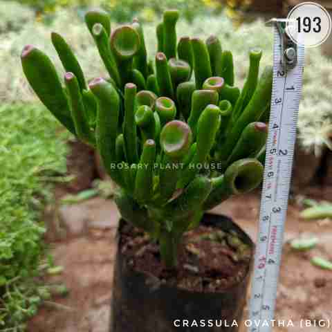 Finger Jade (Big) – (4"-5") from Rosary Plant House