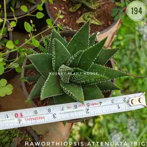 Haworthia Fat (Big) – (4"-5") from Rosary Plant House