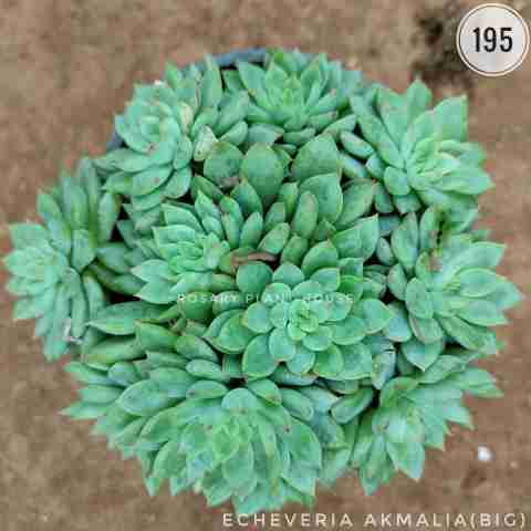 Bramha Prabhu(big) – (5"-6") from Rosary Plant House