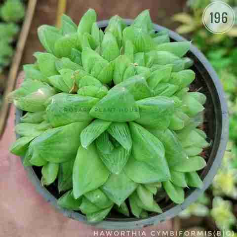 Stone(big) – (5"-6") from Rosary Plant House