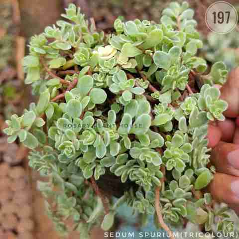 tricolor sedum – (2"-3") from Rosary Plant House