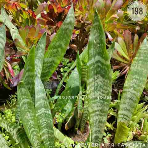 Croton Type Plant from Rosary Plant House