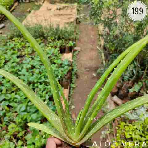Green Spider Plant from Rosary Plant House