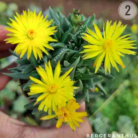 Yellow Flower – (2"-3") from Rosary Plant House