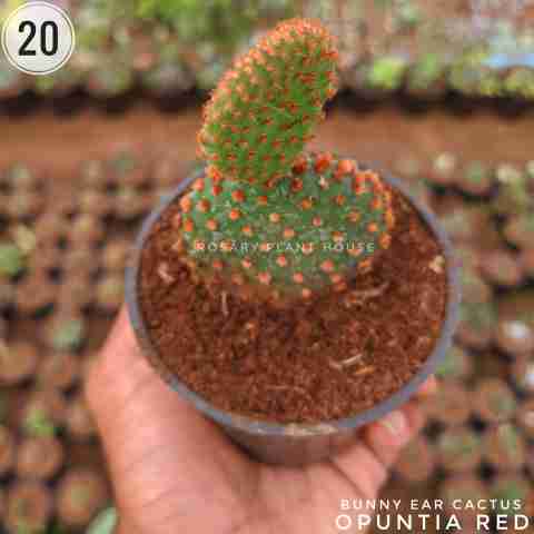 Opuntia Red – (2"-3") from Rosary Plant House