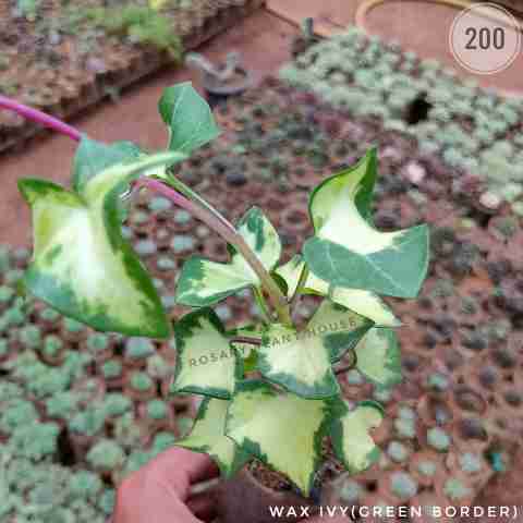 Variegated Syngonium from Rosary Plant House