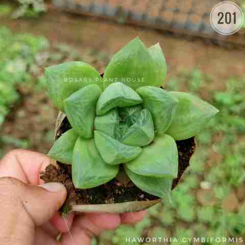 stone brown – (2"-3") from Rosary Plant House