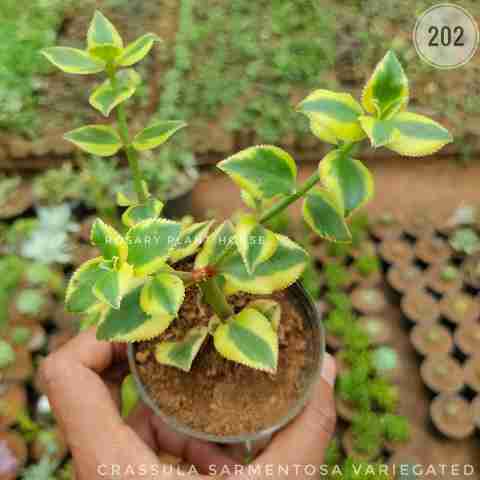 Variegated Shrub Foliage Plant from Rosary Plant House