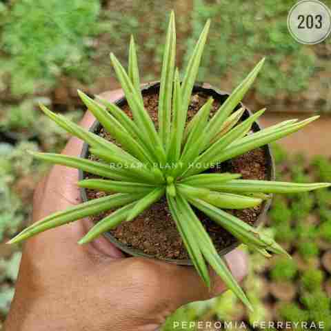 Happy bean Peperomia – (2"-3") from Rosary Plant House