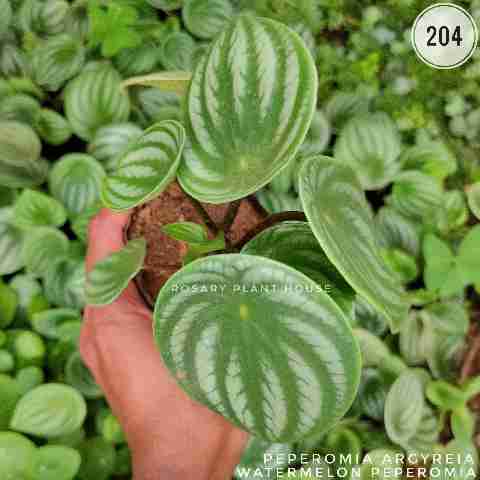 watermelon peperomia – (2"-3") from Rosary Plant House