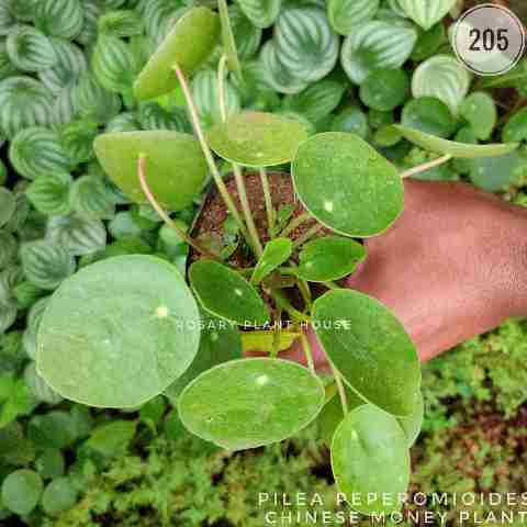 Chinese money plant – (2"-3") from Rosary Plant House