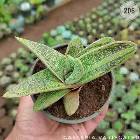 aloe variegated – (2"-3") from Rosary Plant House
