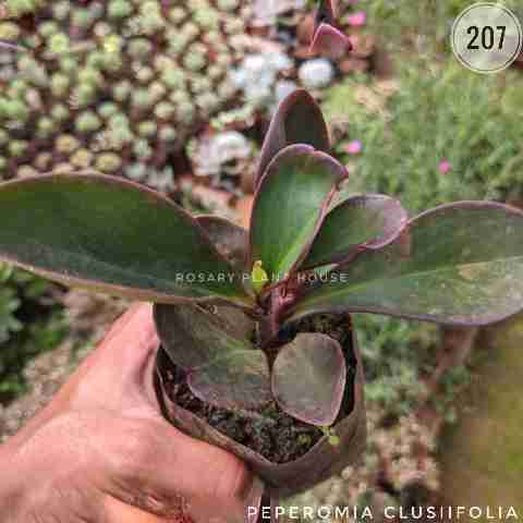 peperomia black – (2"-3") from Rosary Plant House