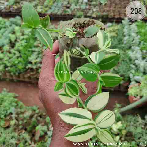 small wandering Jew – (4"-5") from Rosary Plant House