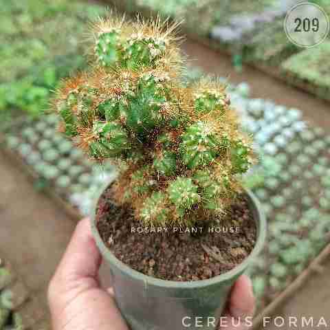 thorny cactus – (2"-3") from Rosary Plant House