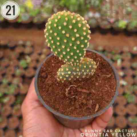 Opuntia yellow – (2"-3") from Rosary Plant House