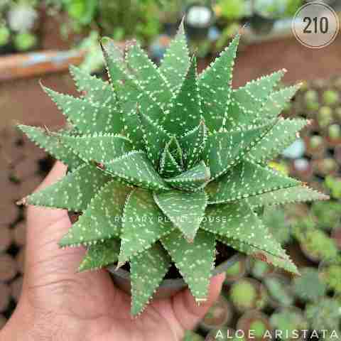 aloe flat – (2"-3") from Rosary Plant House