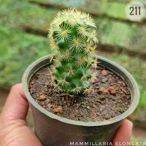 oval cactus – (2"-3") from Rosary Plant House