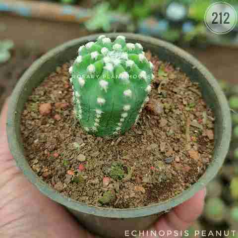 button cactus – (2"-3") from Rosary Plant House