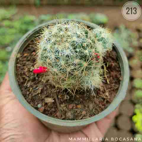 seed cactus – (2"-3") from Rosary Plant House