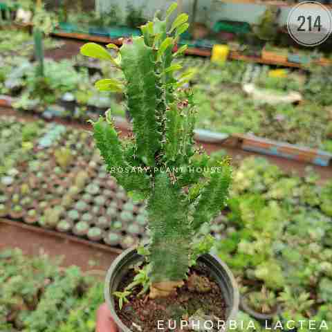 African Milk Tree from Rosary Plant House