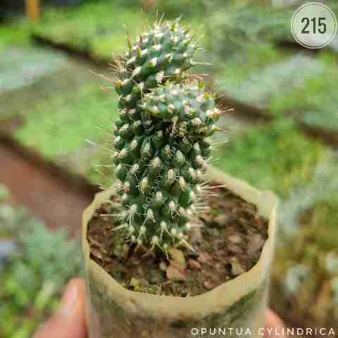 Opuntia cylindrica from Rosary Plant House
