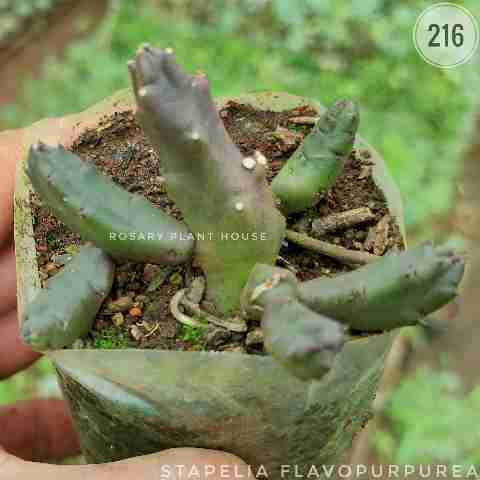Stapeliad Succulent from Rosary Plant House