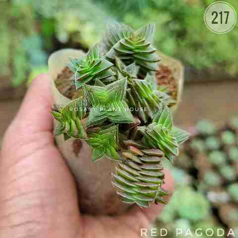 small jain temple – (2"-3") from Rosary Plant House