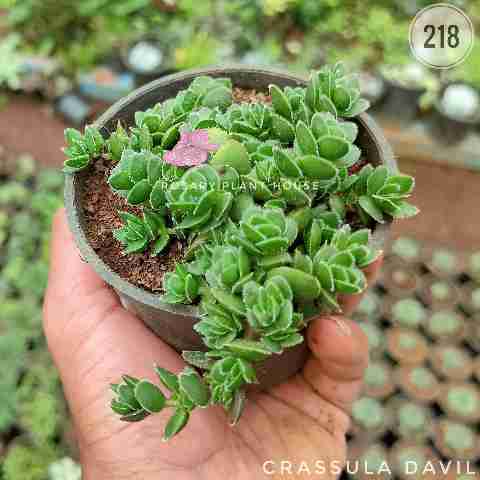Portulaca from Rosary Plant House