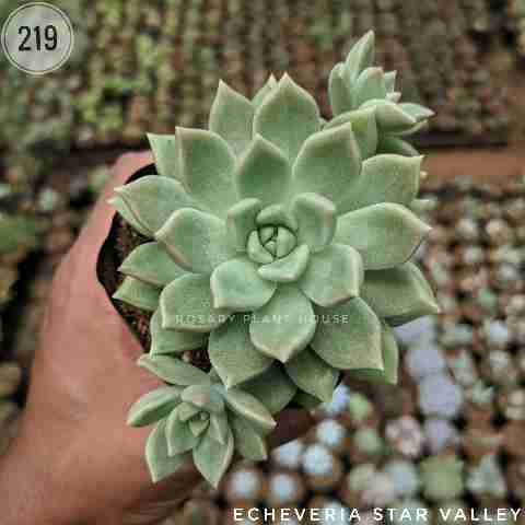 Echeveria Star Valley – (2"-3") from Rosary Plant House