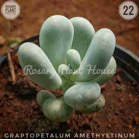 Moonstone – (2"-3") from Rosary Plant House