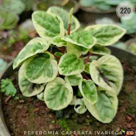 Variegated Baby Rubber Plant from Rosary Plant House