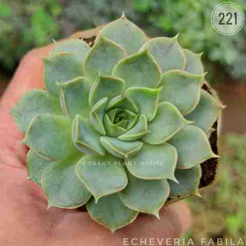 Echeveria Fabia from Rosary Plant House