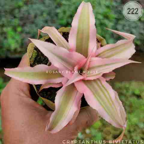 Cryptanthus bicolour – (2"-3") from Rosary Plant House