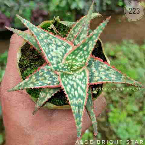 Aloe bright star – (2"-3") from Rosary Plant House