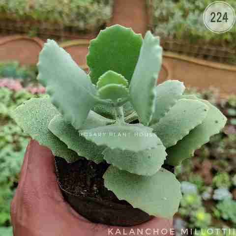 Kalanchoe millotii from Rosary Plant House