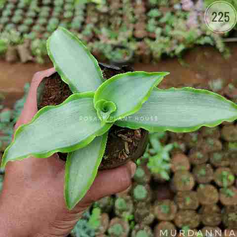 Cryptanthus colour – (2"-3") from Rosary Plant House