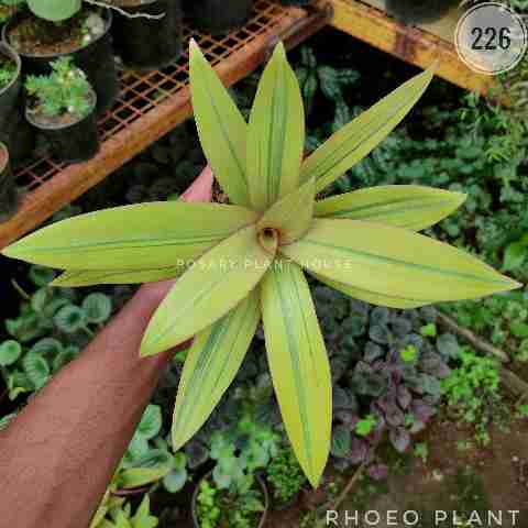 Dracaena reflexa or related group from Rosary Plant House