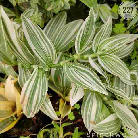 Variegated Tradescantia from Rosary Plant House