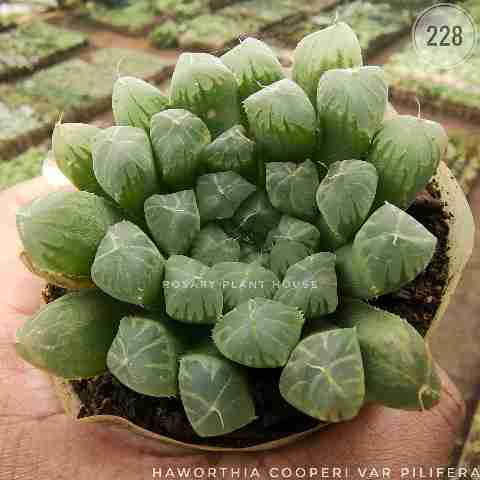 Haworthia glass – (2"-3") from Rosary Plant House
