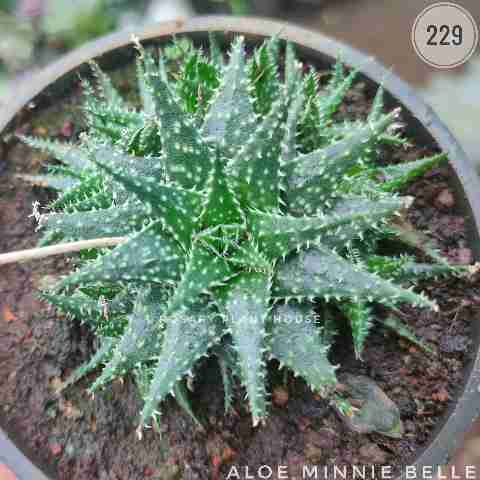 Aloe Minnie Belle – (2"-3") from Rosary Plant House
