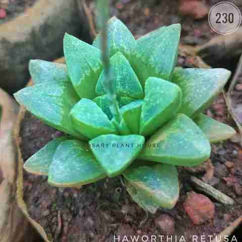 Haworthia flat green – (2"-3") from Rosary Plant House