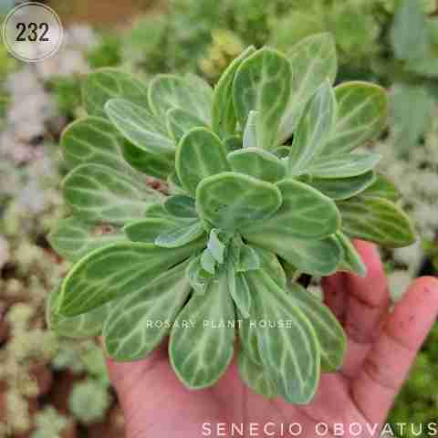 Kalanchoe grey – (2"-3") from Rosary Plant House
