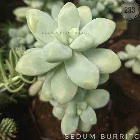 Sedum burrito from Rosary Plant House