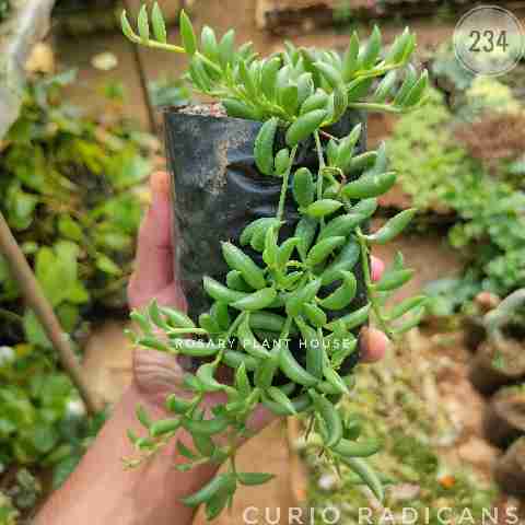 string of banana green – (3"-4") from Rosary Plant House