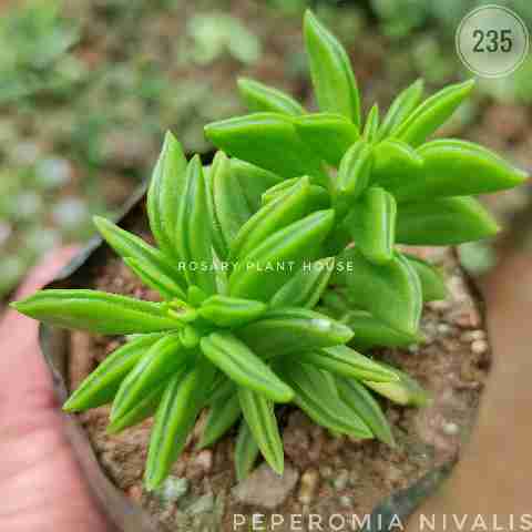green line peperomia – (2"-3") from Rosary Plant House