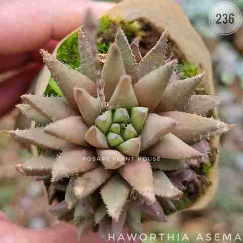 haworthia small leaf – (1.5"-3") from Rosary Plant House