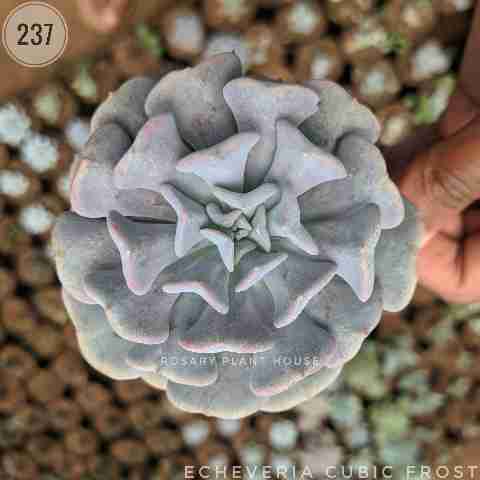 Echeveria Cubic Frost from Rosary Plant House